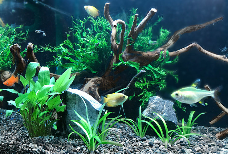 流木のレイアウト水槽に似合う熱帯魚10選！弱酸性の水質を好む魚種とは 