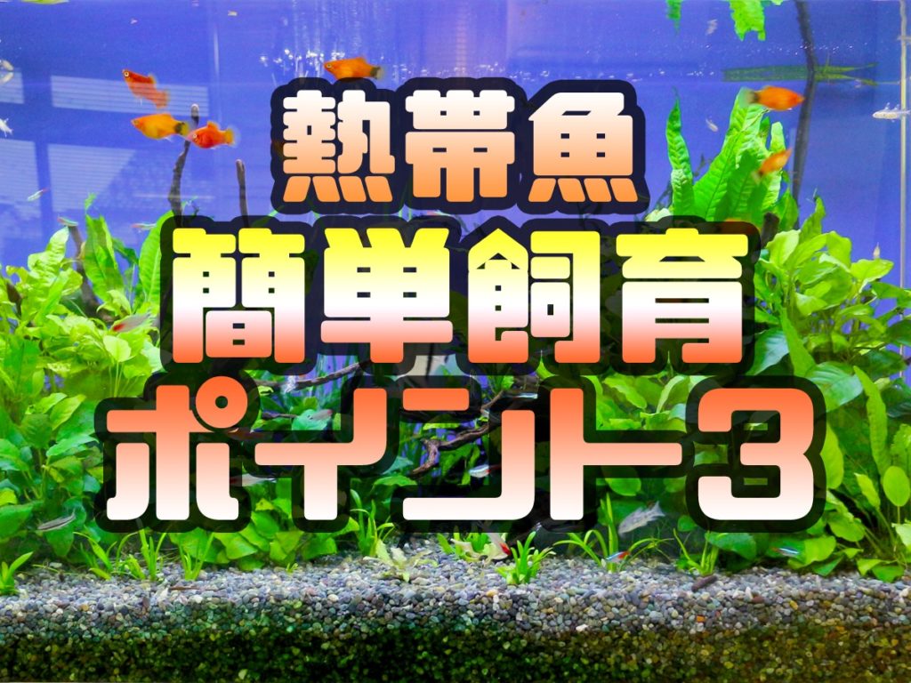 超初心者向け】簡単に熱帯魚を飼育するための基本ポイント3つを解説