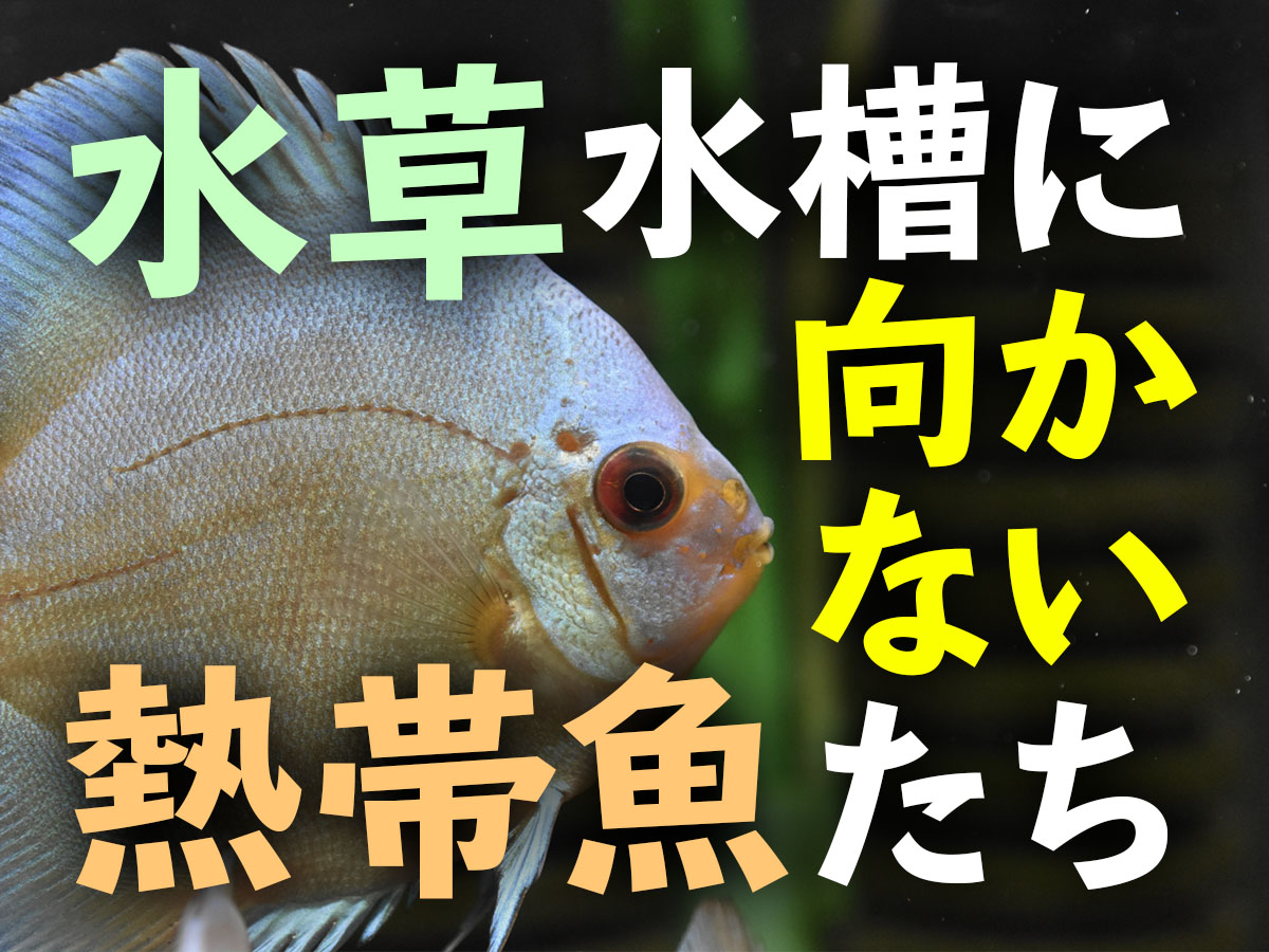 導入に注意！水草水槽に向かない熱帯魚6選！水草と相性の悪い魚種とは？ | トロピカ