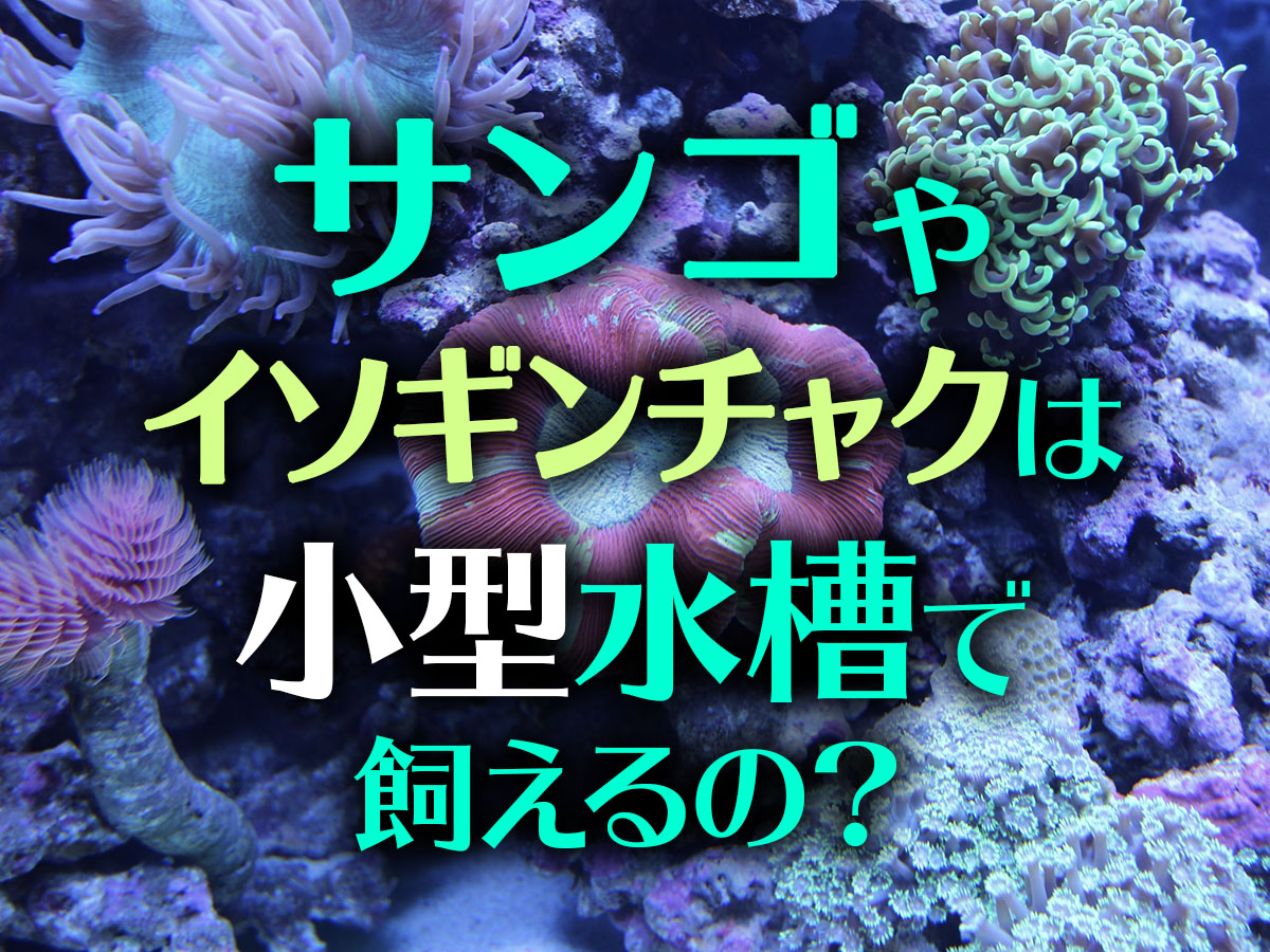小型水槽でサンゴ イソギンチャク飼育は可能 おすすめ種類と飼育のコツ トロピカ