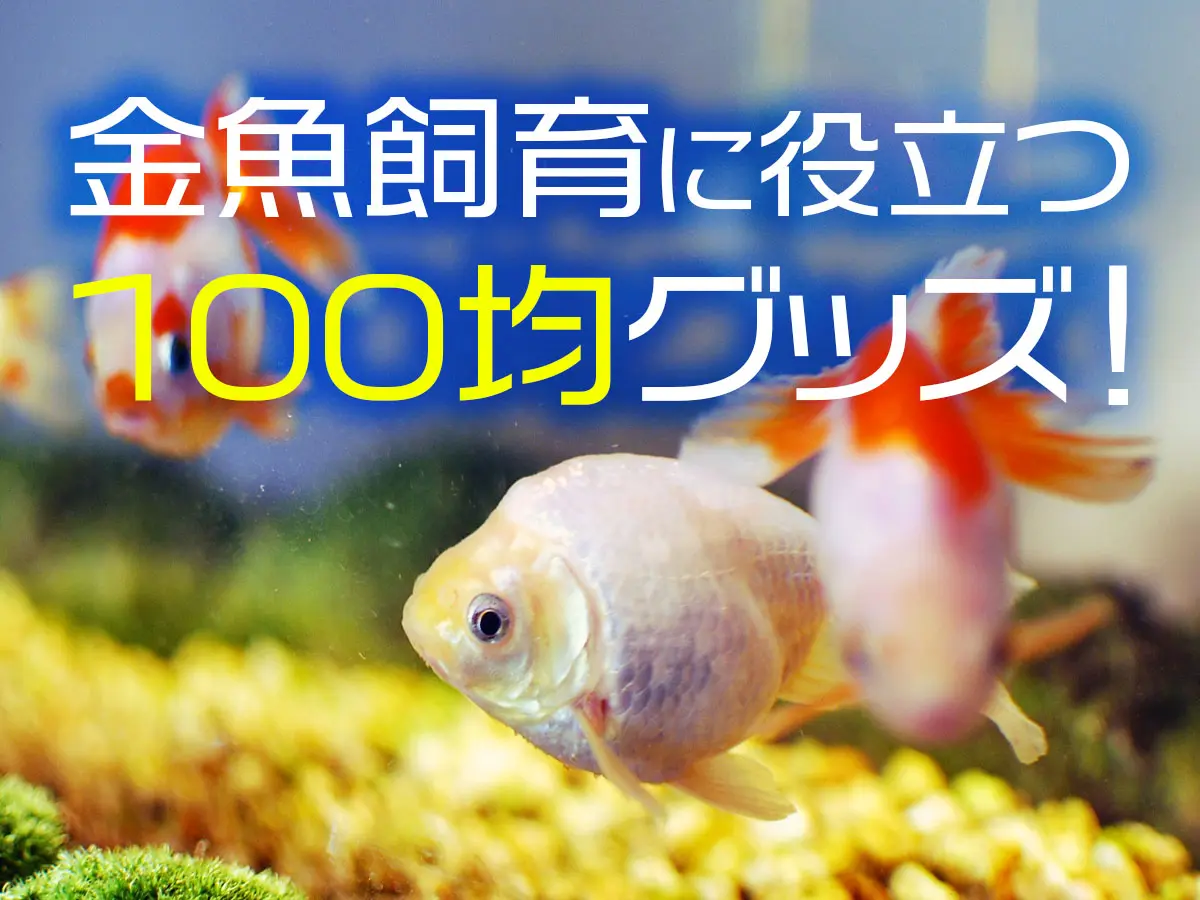 100均グッズで金魚飼育のコストを抑えよう！飼育に役立つアイテム8選 