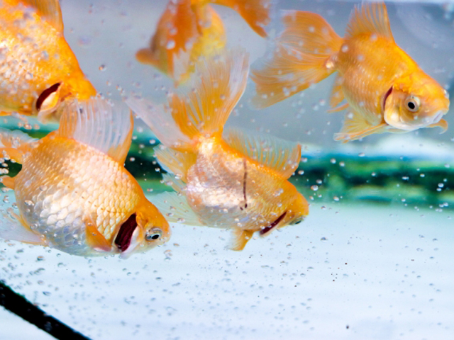 金魚が突然死んだ 原因と対策を紹介 特に酸欠に注意しよう トロピカ