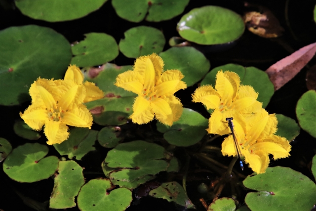 メダカのビオトープで花を育てよう 睡蓮などおすすめの植物 水草7選 トロピカ