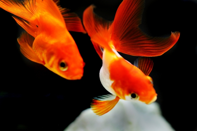 金魚と一緒に飼える魚や生き物は何がいる 金魚の混泳を徹底解説 トロピカ