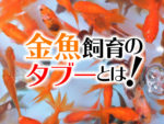 金魚が突然死んだ 原因と対策を紹介 特に酸欠に注意しよう トロピカ