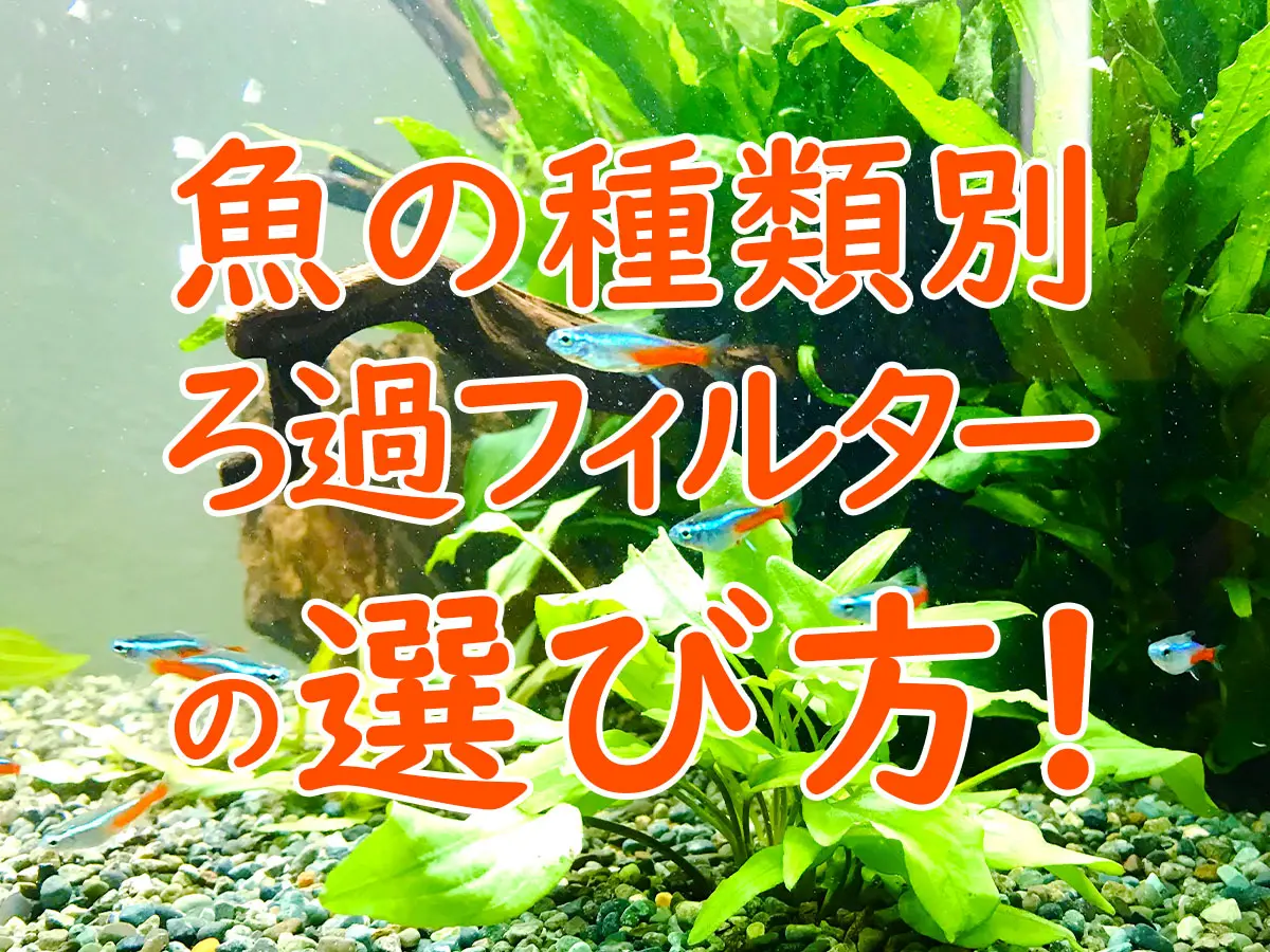 魚の種類別！ろ過フィルターの選び方！小型魚・メダカ・金魚・肉食魚 