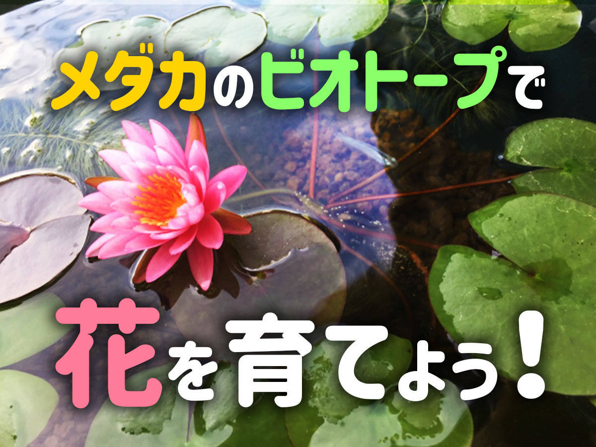 メダカのビオトープで花を育てよう 睡蓮などおすすめの植物 水草7選