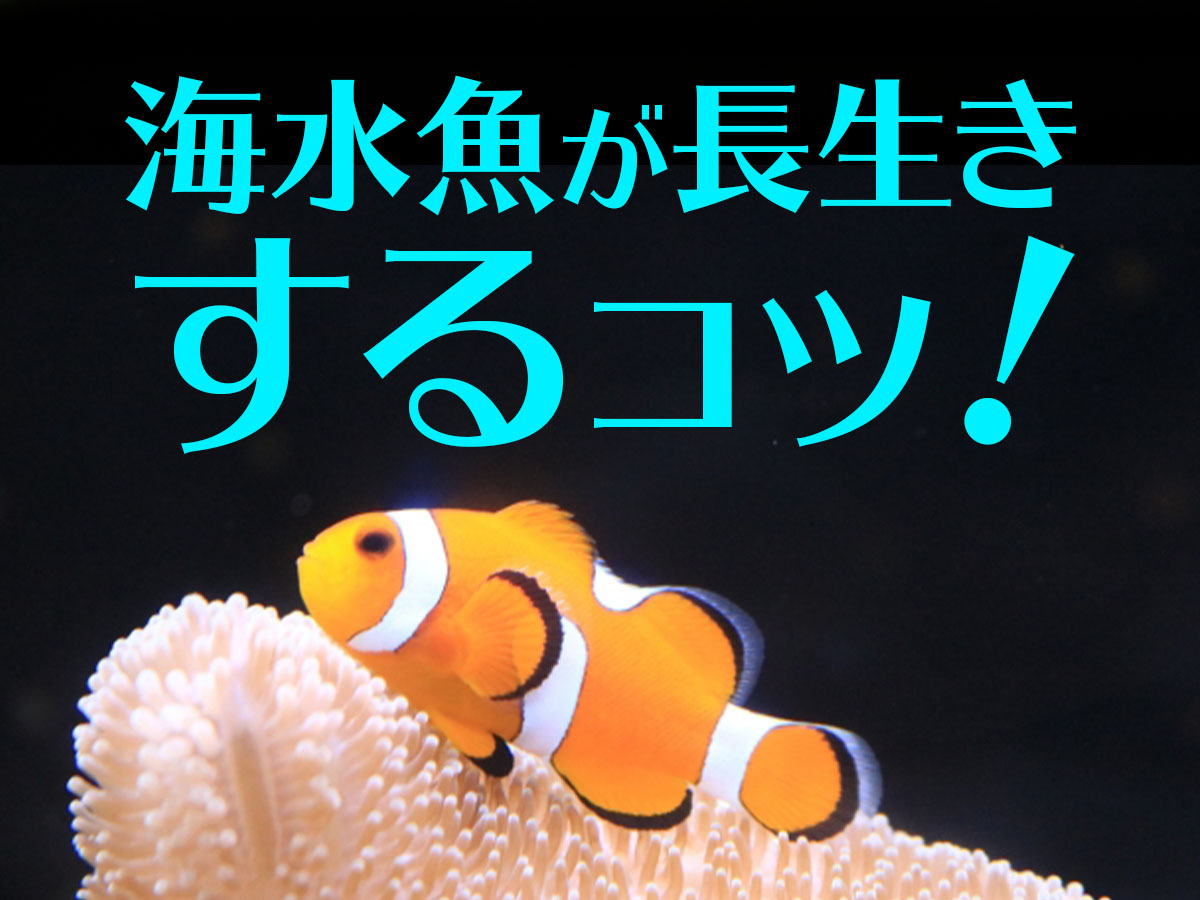 海水魚がすぐ死ぬ 海水魚を上手に長生きさせるコツ5選 焦らず育てよう トロピカ