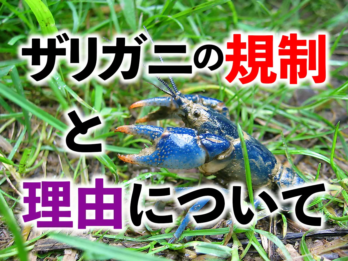 海外のザリガニが規制される！規制対象と内容・なぜダメなのかも解説し
