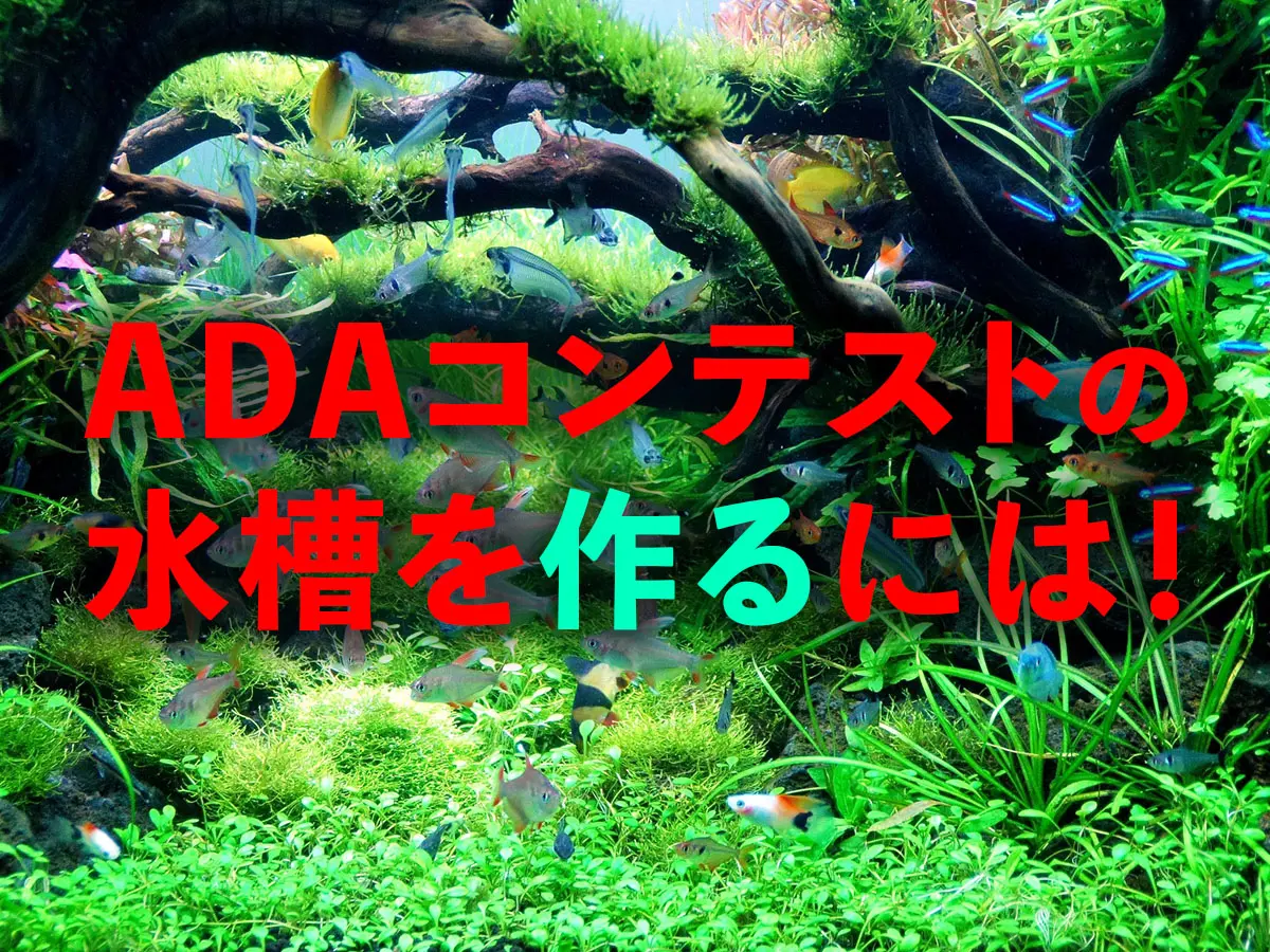 ADAコンテストの水槽を作るには！作成の基本・レイアウトポイントとは