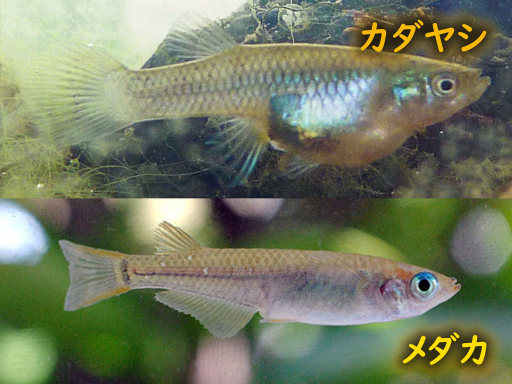 カダヤシとメダカ 採取したメダカが稚魚を産む 外来種との見分け方とは トロピカ