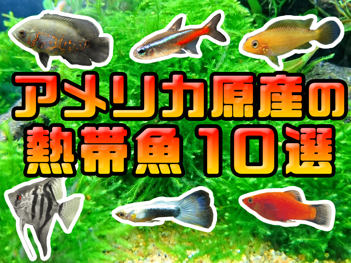 アメリカ原産の熱帯魚10選 水槽飼育におすすめな魚種や生き物をご紹介