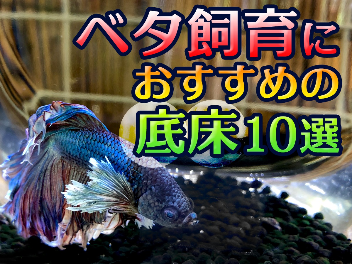 ベタ飼育におすすめの底床10選！】飼育目的ごとの底床材をご紹介です