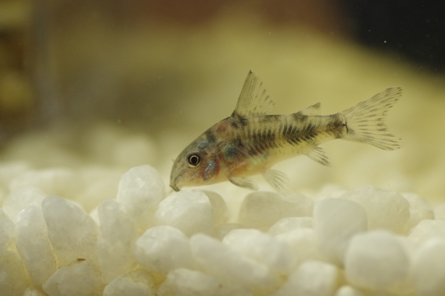 コリドラスの繁殖方法を徹底解説 産卵 稚魚育成 自然繁殖などまとめ トロピカ