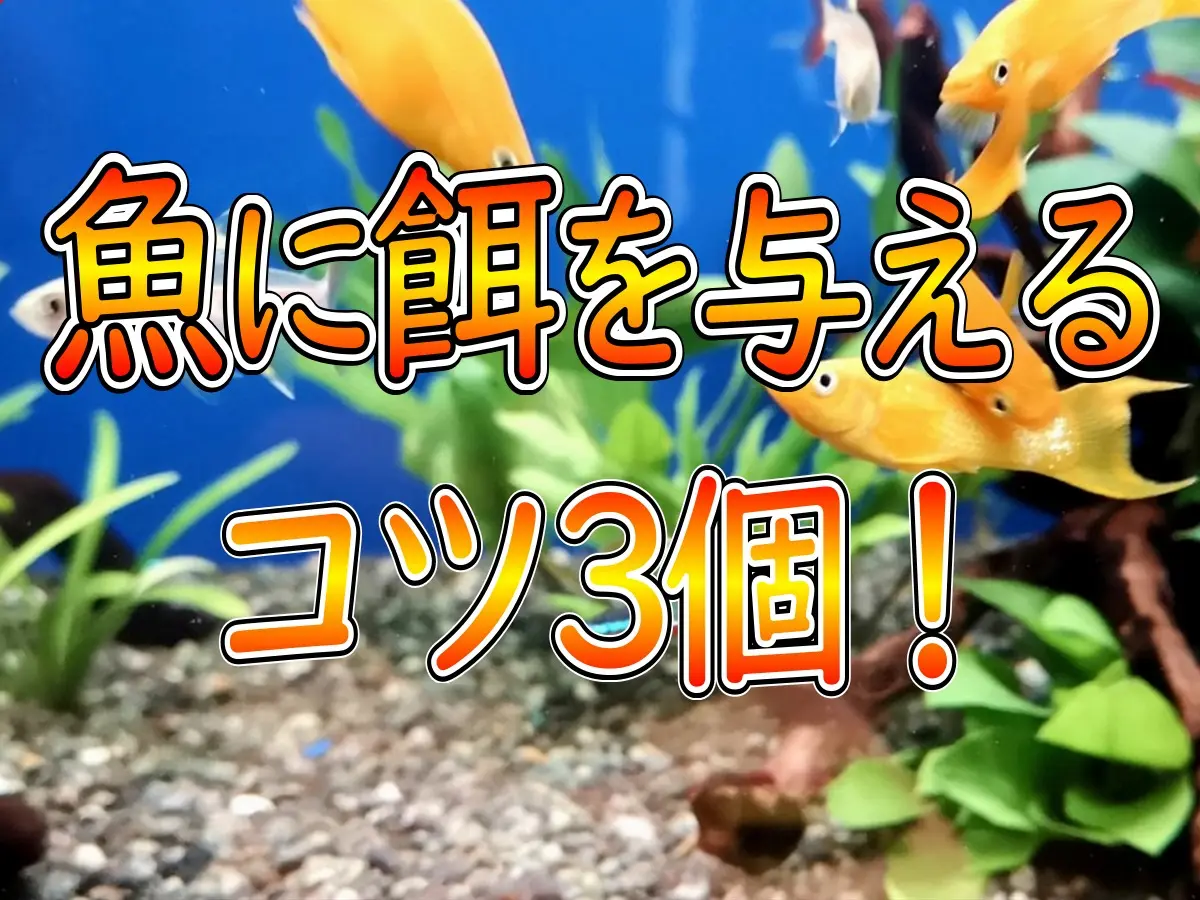 魚に餌を与えるコツ3個！飼育水を汚さない給餌方法を餌のタイプ別に 