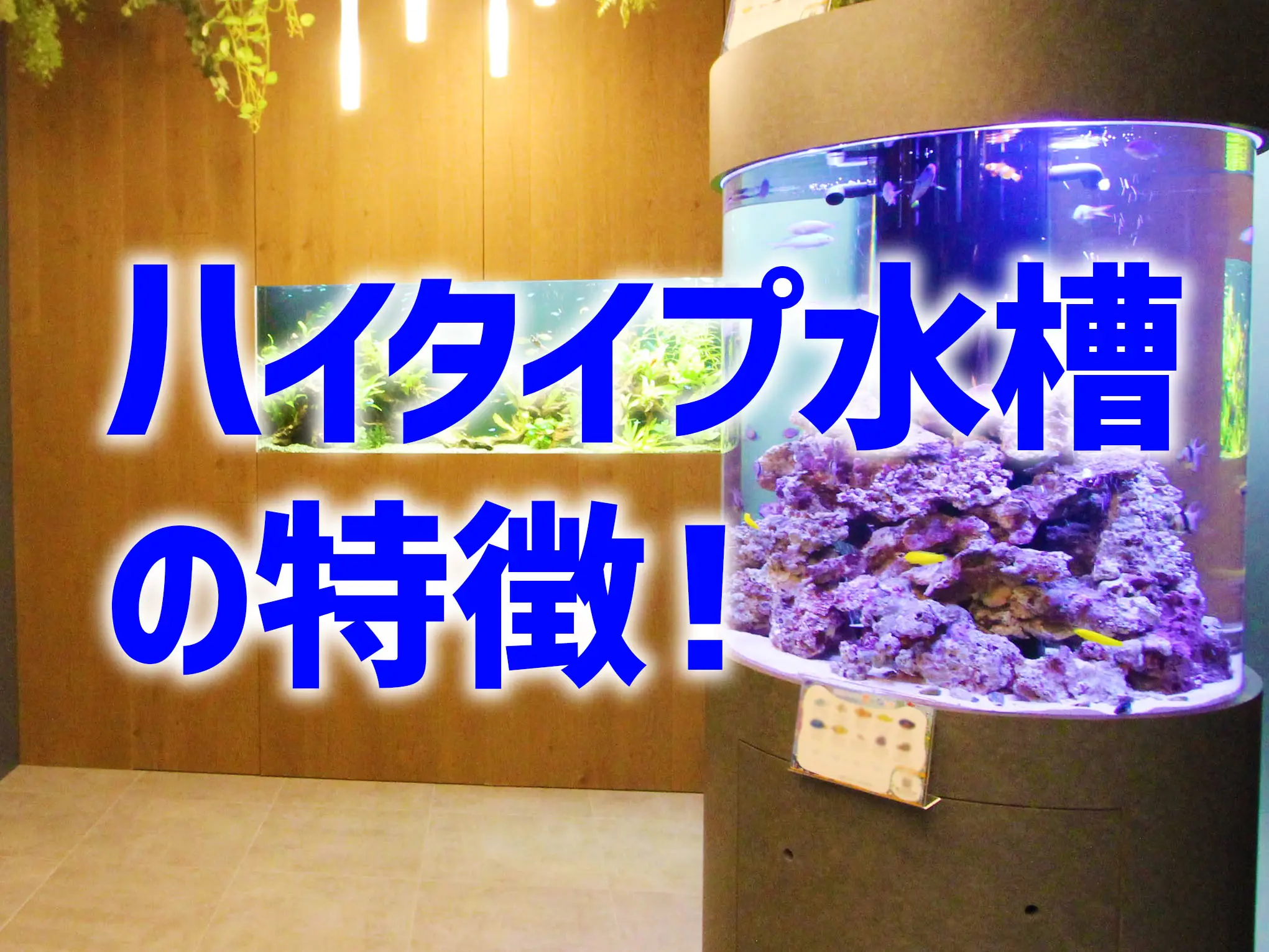 ハイタイプ水槽40センチ(熱帯魚・海水魚) ハイタイプ水槽の特徴！高さと迫力がある水槽のメリット、デメリットを