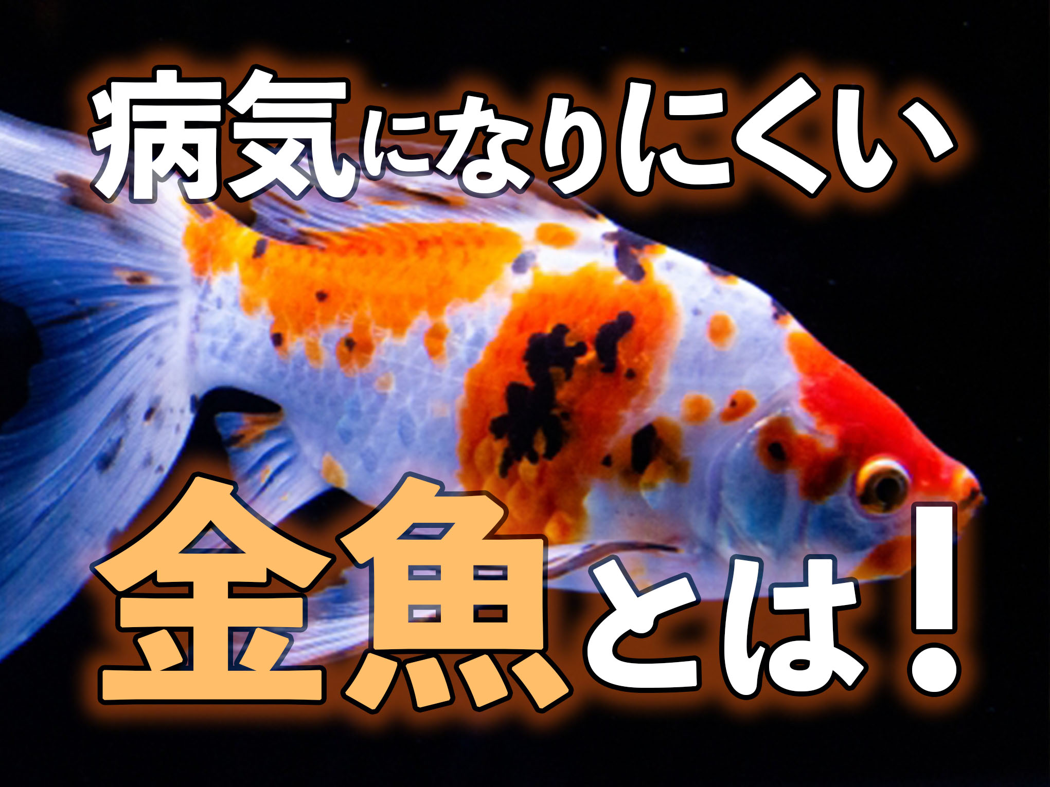 病気になりにくい金魚5選 病気になる要因をもとに強健種を考えてみた トロピカ