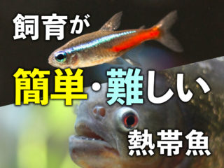 【初心者必見】飼育が簡単な熱帯魚と難しい熱帯魚の差とは！ポイントを解説