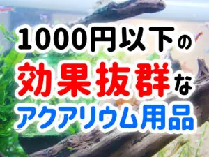 ここに着目！プロがアクアリウム商品の購入前に必ずチェックする 
