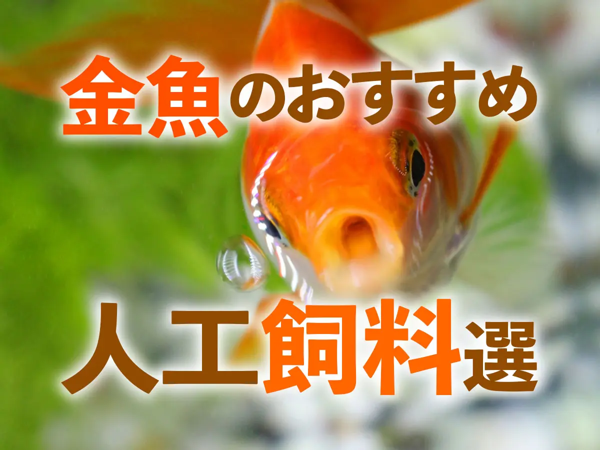 浄化槽用のブロアー めだか 金魚 熱帯魚に こんな時は餌を与えてはいけない？熱帯魚、金魚、メダカへ断食させる