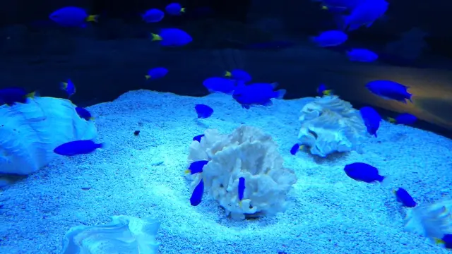 青い光を放つLED特集！水槽を青く神秘的に照らす水槽照明をご紹介