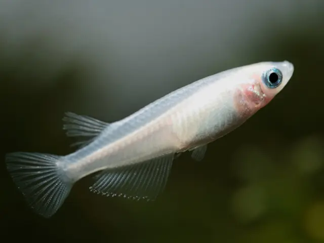 変わりメダカって何？特徴から代表種まで解説！飼育難易度ランキングも 