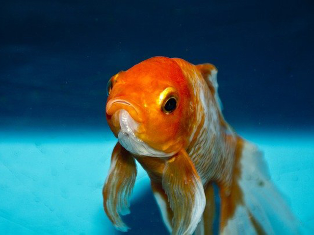 魚が充血する 赤斑病とは 治療法と体色別の見きわめ方 予防法も トロピカ