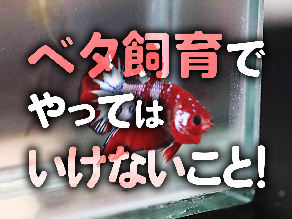 ベタ飼育でやってはいけないこと7個！水換え・餌など長期飼育の基本と