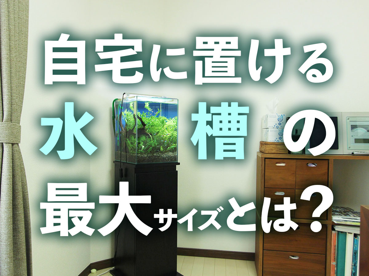 一般住宅に置ける最大水槽サイズとは 大型水槽はng かかる費用も解説 トロピカ