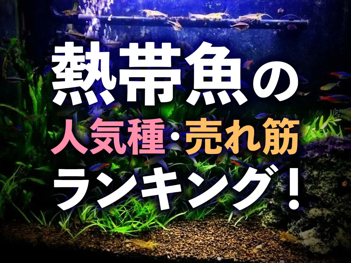熱帯魚ランキング10！人気種から売れ筋までおすすめな熱帯魚をご紹介 