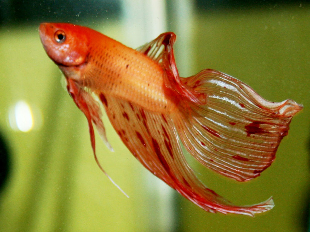 魚が充血する 赤斑病とは 治療法と体色別の見きわめ方 予防法も トロピカ