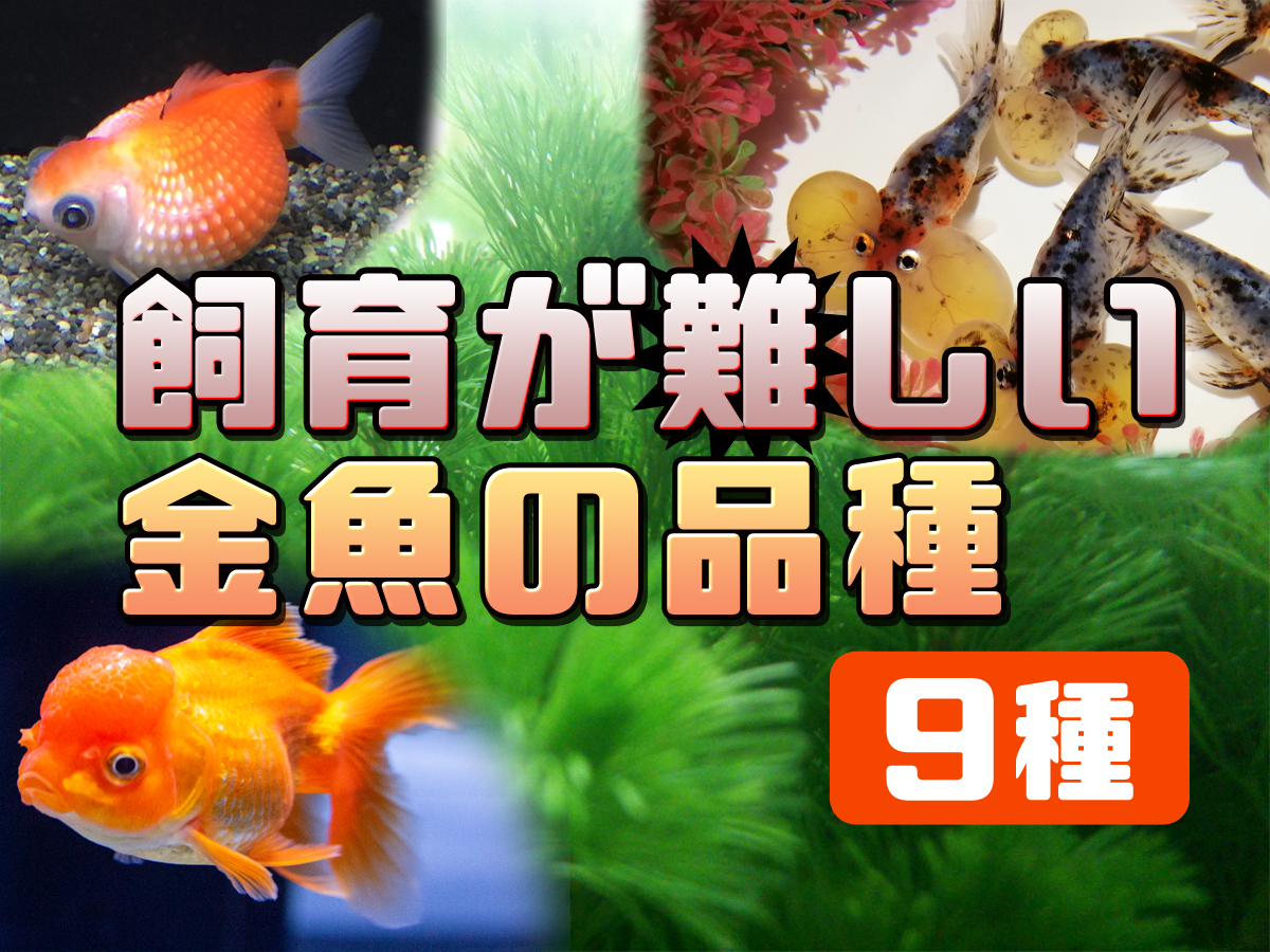 飼育が難しい金魚の品種9種！初心者にはおすすめしない金魚の特徴とは | トロピカ