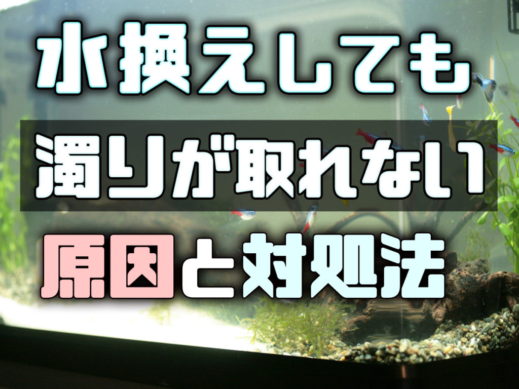 水槽濁りが取れない: 水槽 白濁り 影響 – VTTNVT
