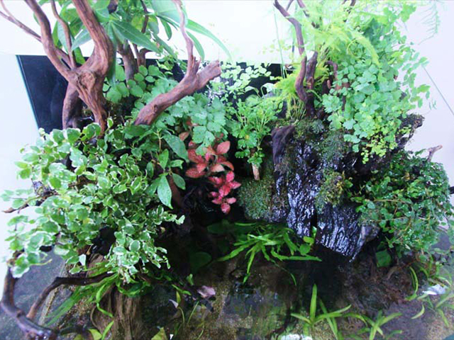 メダカ水槽にも陸地を作ろう 根腐れ 湿気に強く美しい観葉植物5選 トロピカ