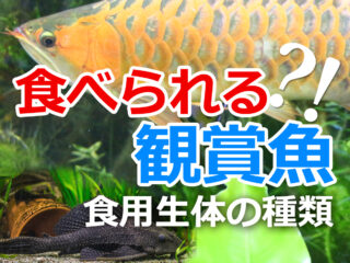 食べられる？！観賞魚の種類！飼育生体と食用生体の違いを解説！