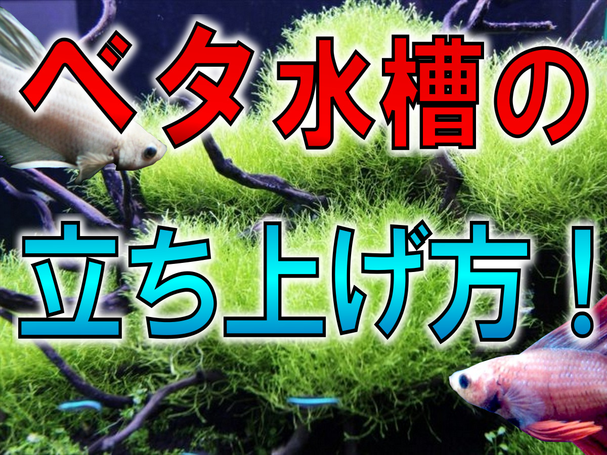 ベタ水槽の立ち上げ方】初心者向けの飼育方法から繁殖方法まで！ | 熱帯魚・金魚の水槽・アクアリウム情報メディアサイト「トロピカ」