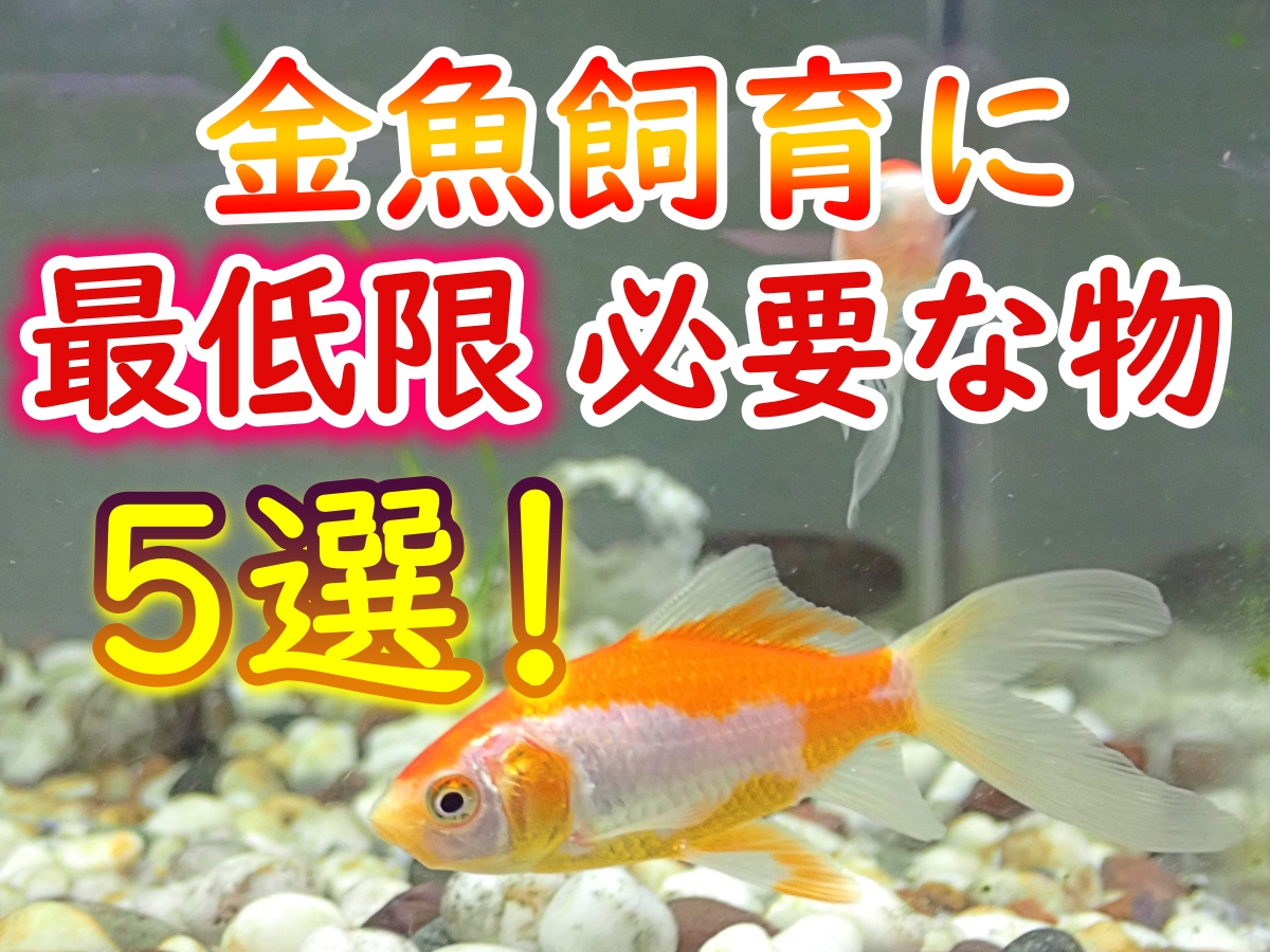 市場 金魚元気うるおう水づくり500ml 観賞魚 日本製 国産 riosmauricio.com