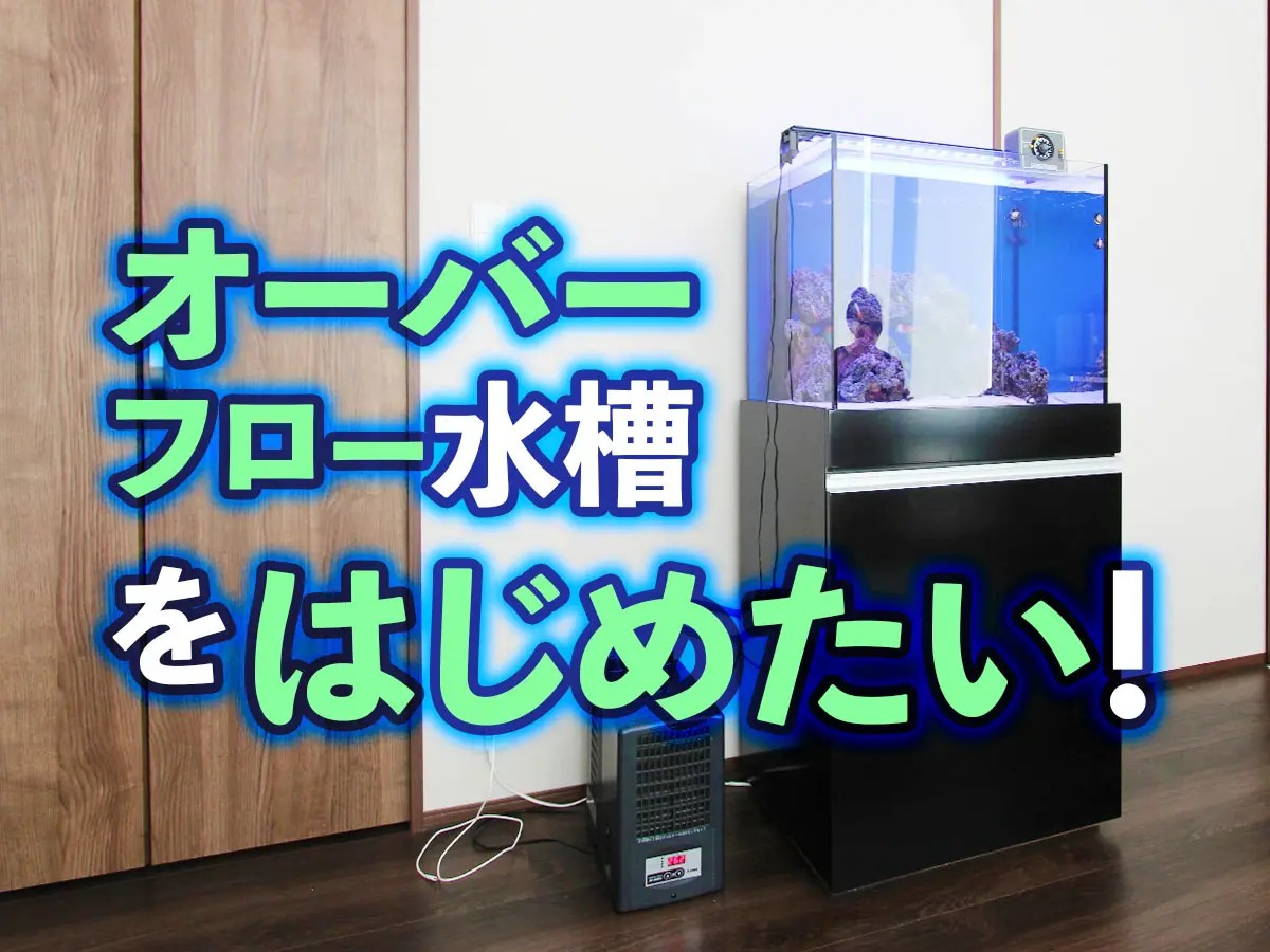 オーバーフロー水槽をはじめたい！OF水槽のメリットとデメリットとは