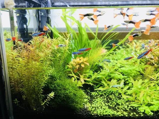 水草は再利用できる？あまったレイアウト用水草を活用する方法3個 