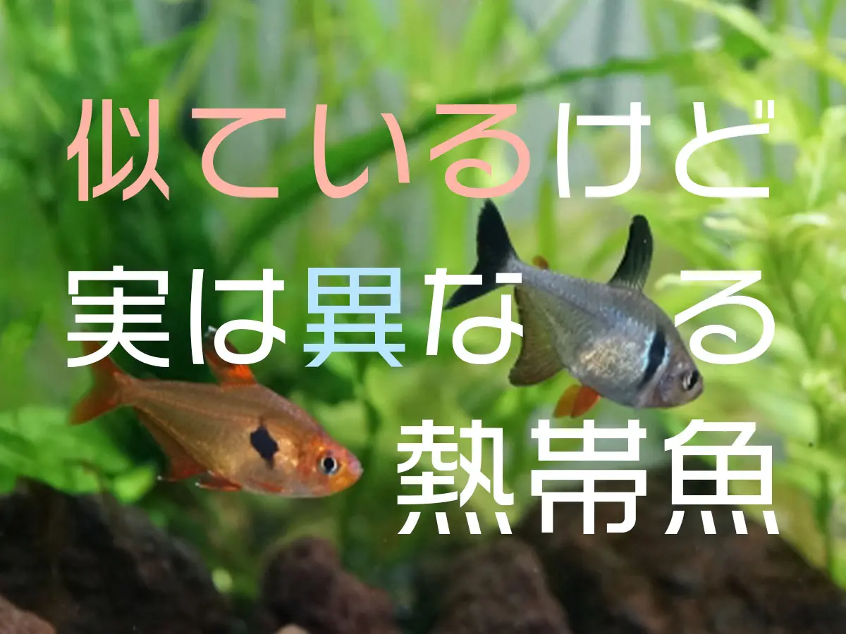 似ているけど実は異なる熱帯魚5選！そっくりでも別種の魚たちをご紹介