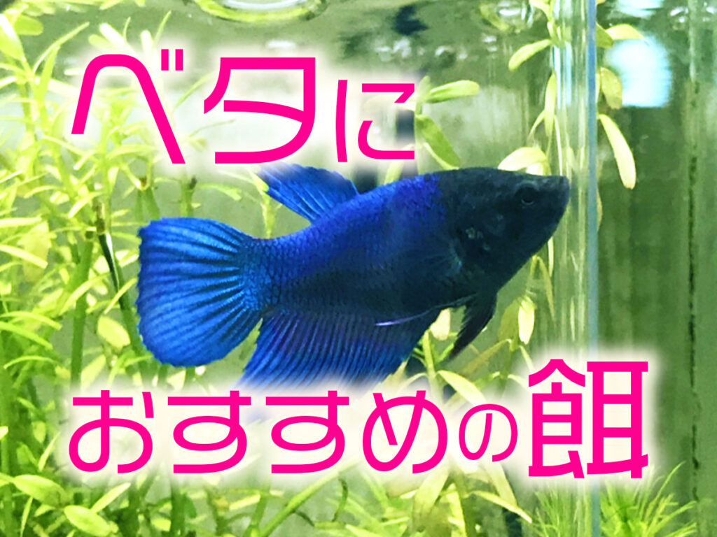 ベタにおすすめの餌7選!顆粒・赤虫・乾燥餌と食べないときの対処法 トロピカ ベタにおすすめの餌7選!顆粒・赤虫・乾燥餌と食べないときの対処法 トロピカ