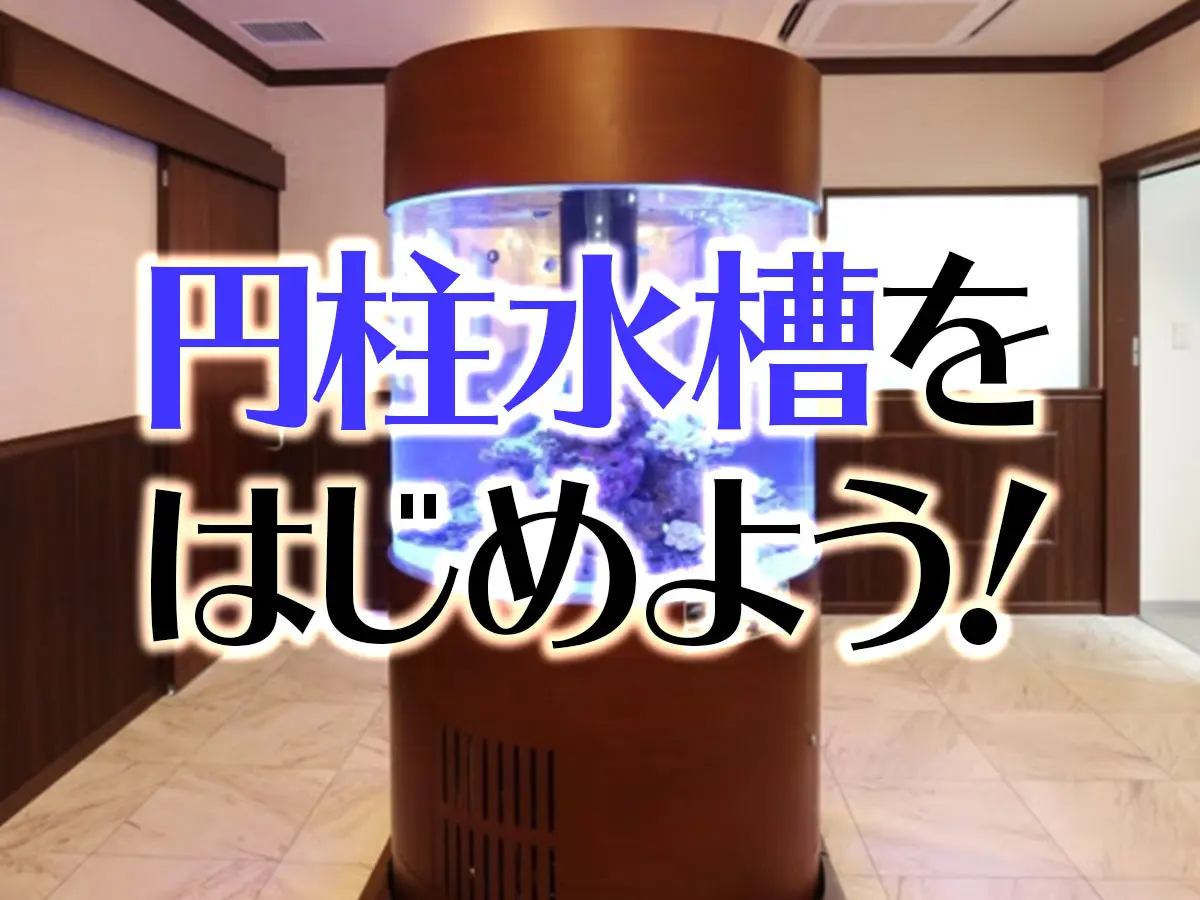 円柱水槽を始めよう！既製品から特注・レイアウト・メンテナンスまで