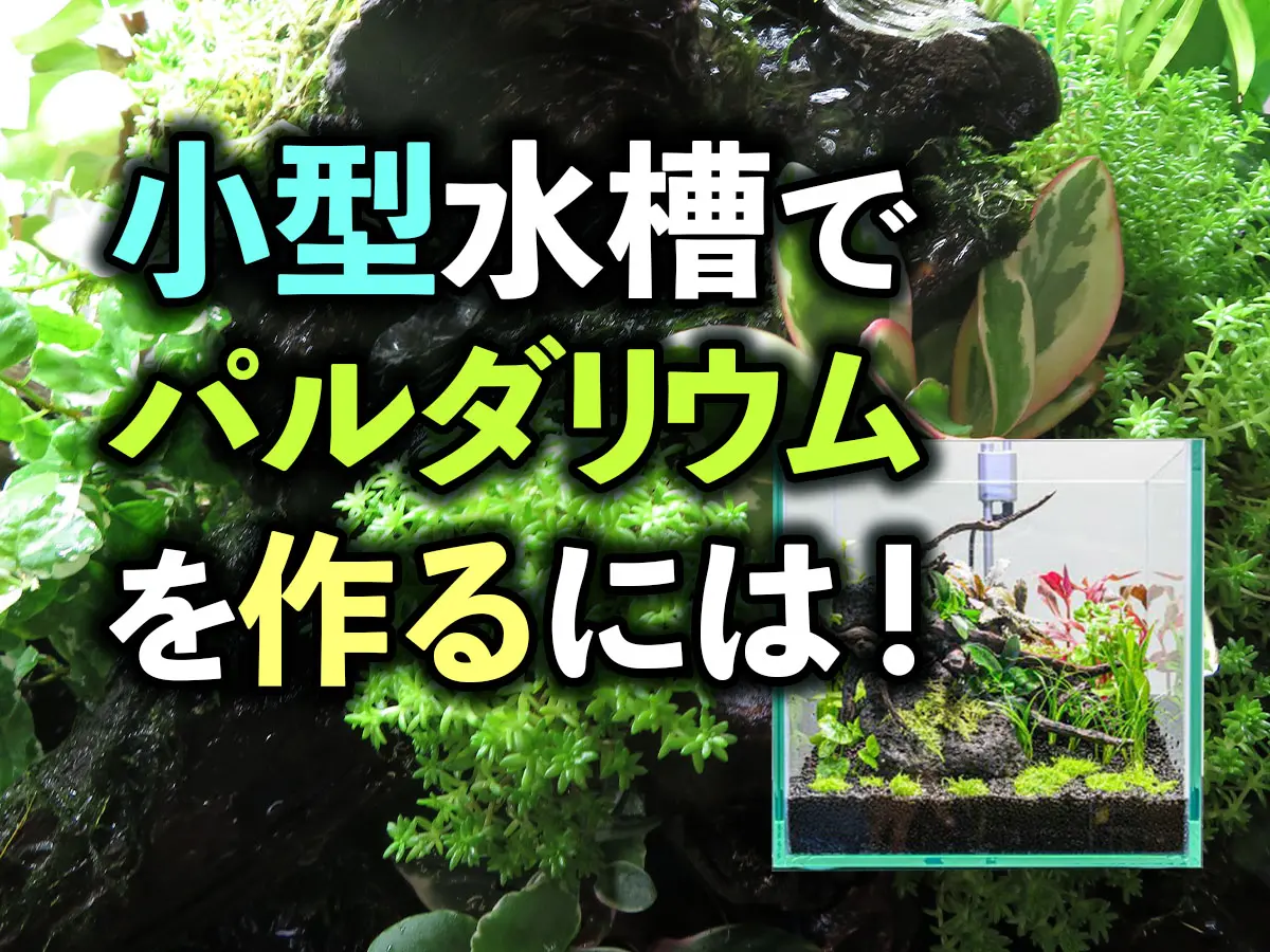 小型水槽でパルダリウムを作るには！水草の水上レイアウトを楽しもう