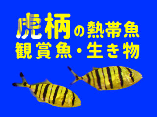 虎柄の魚とは！寅年に縁起の良い魚種・エビなどの生き物8選をご紹介！