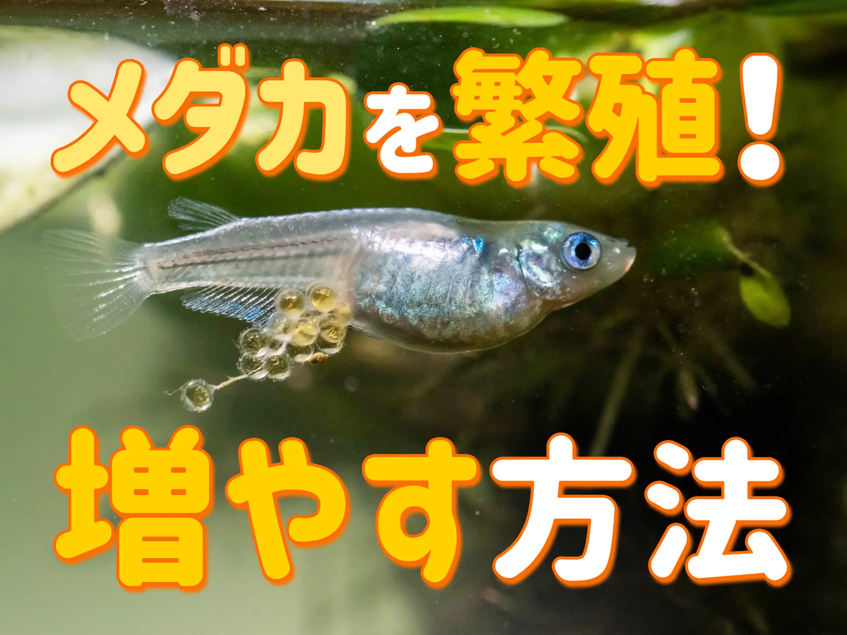 メダカを効率よく繁殖・増やす方法！バイオリズムに最適な管理とは 