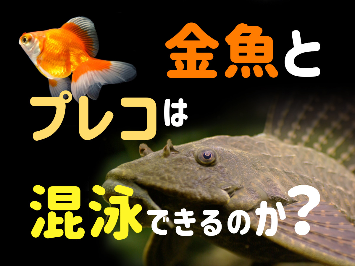 金魚とプレコは混泳できるのか！混泳条件とトラブル例から相性を考える