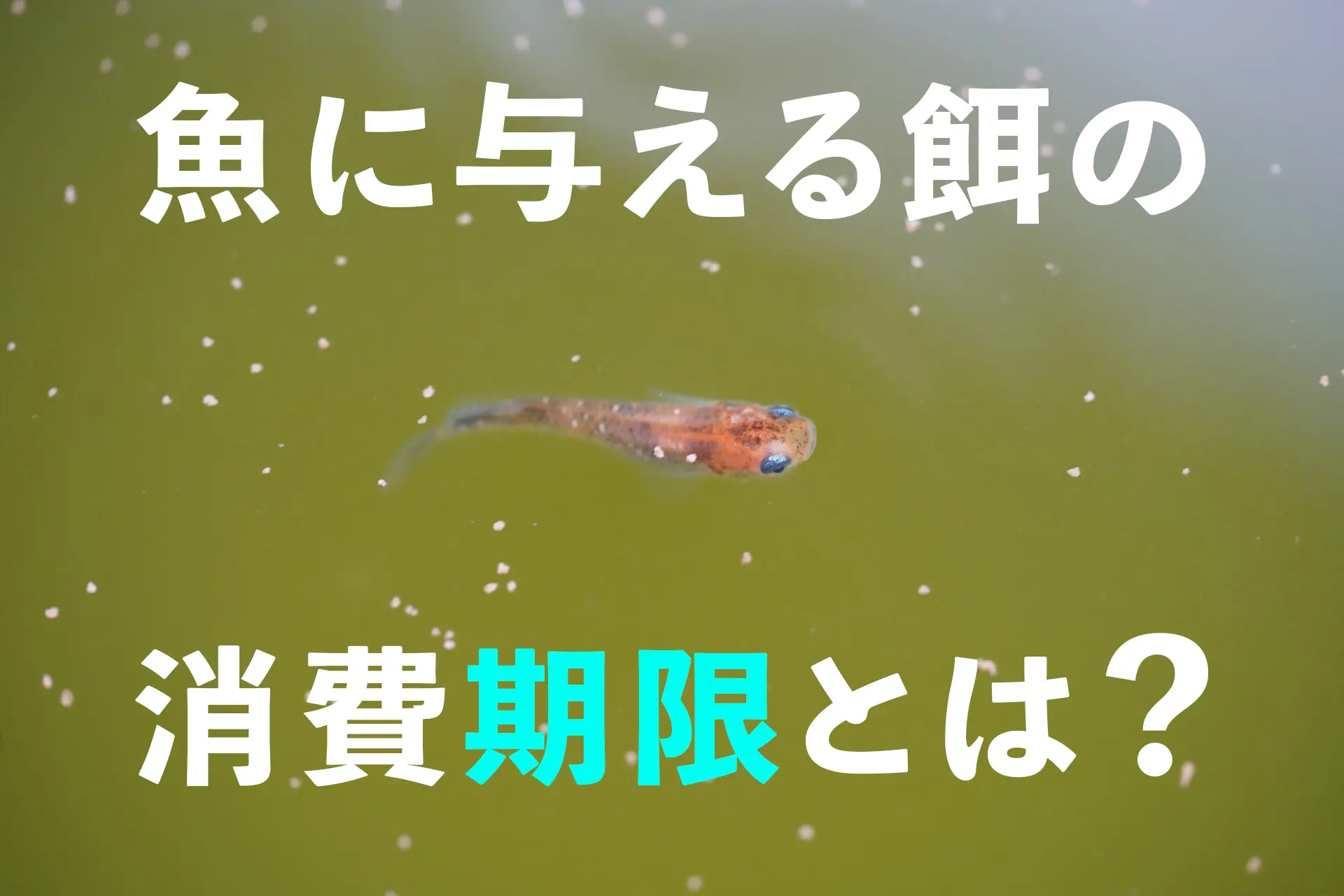 魚に与える餌の消費期限とは？最適な保存方法と買い替え間隔を考える 