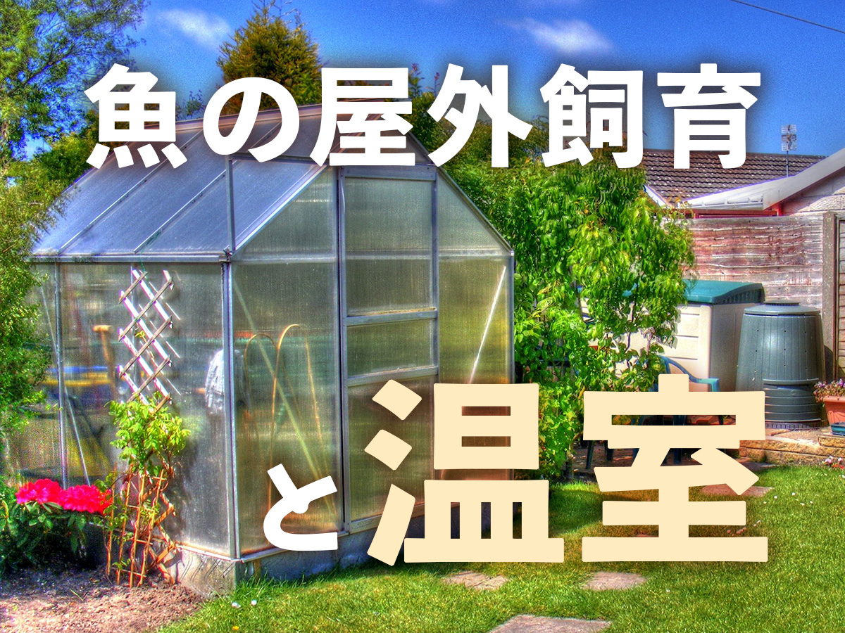 魚の屋外飼育とビニールハウス 温室を作るメリットとデメリット トロピカ