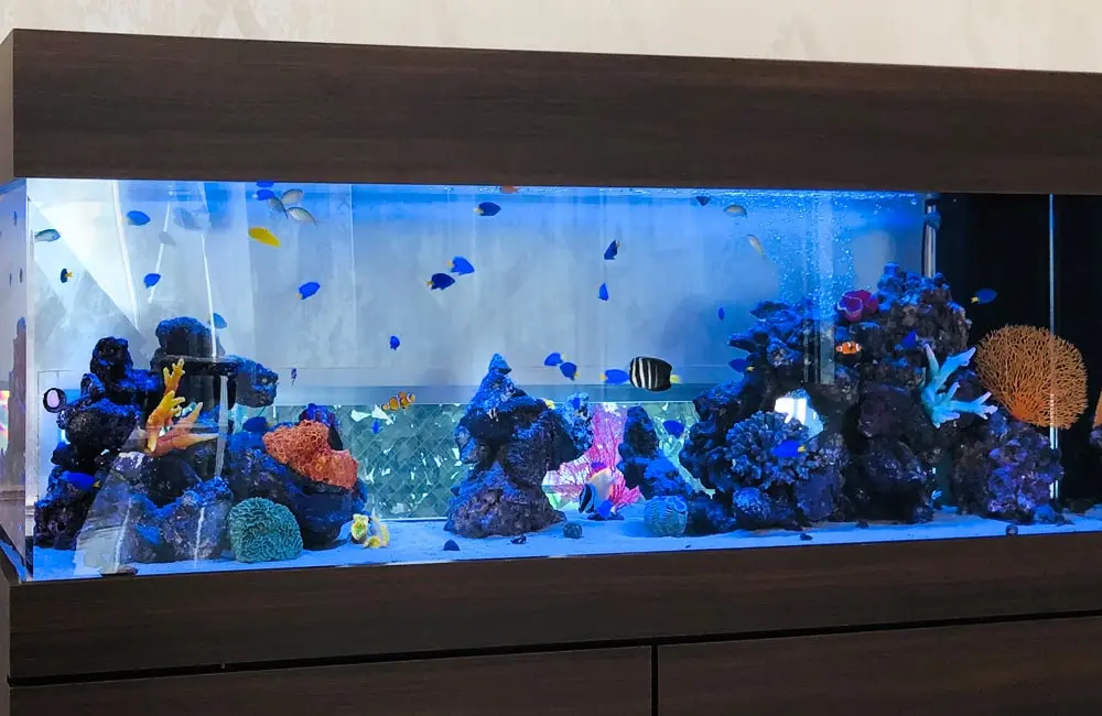 カラフルなインテリア水槽のレイアウト！明るい水槽に仕上げるポイント