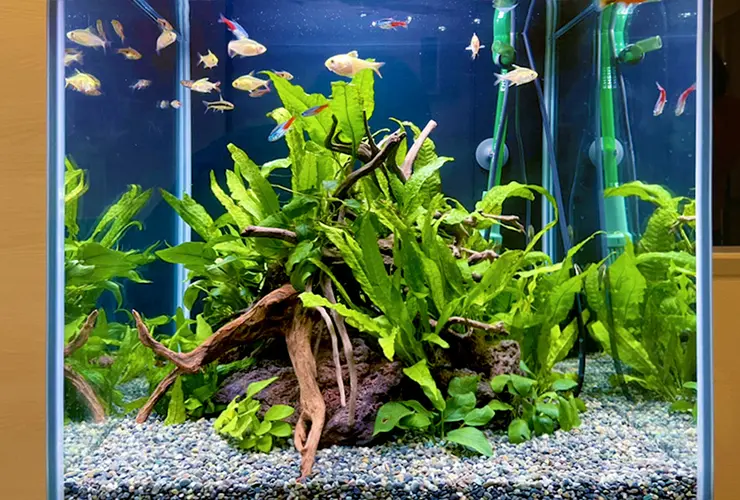 アクアリウムのクイズ20問！お魚・水槽設備の豆知識で楽しむクイズ